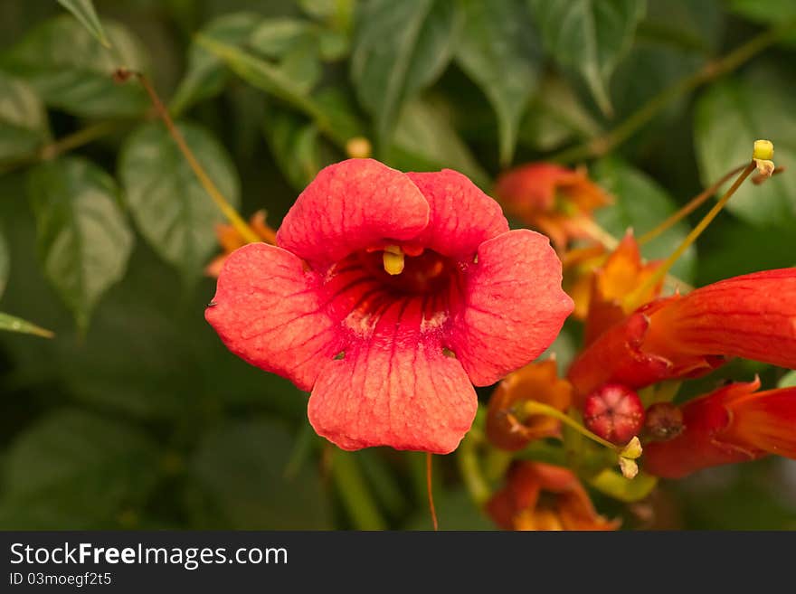 Climbing vine with flowers Campsis