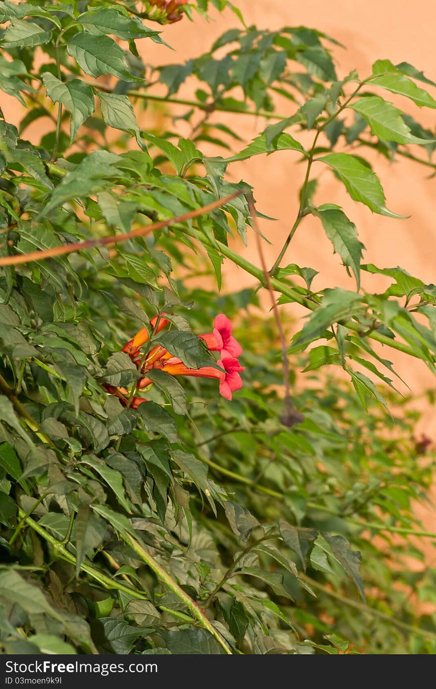 Climbing vine with flowers Campsis