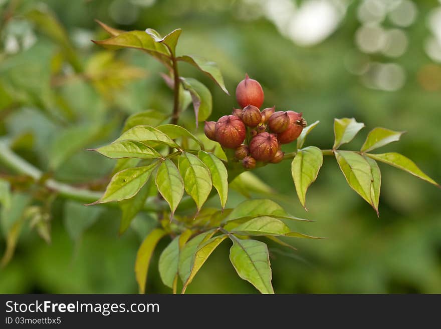 Climbing vine with flowers Campsis