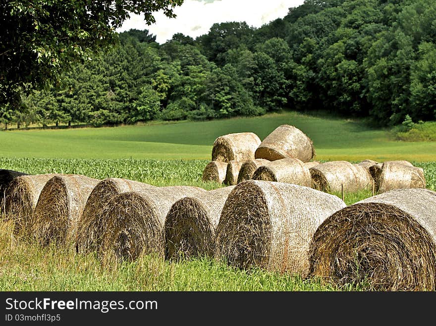 Line and pile of rolls of harvested hay in a farmer's field lined with trees. Line and pile of rolls of harvested hay in a farmer's field lined with trees