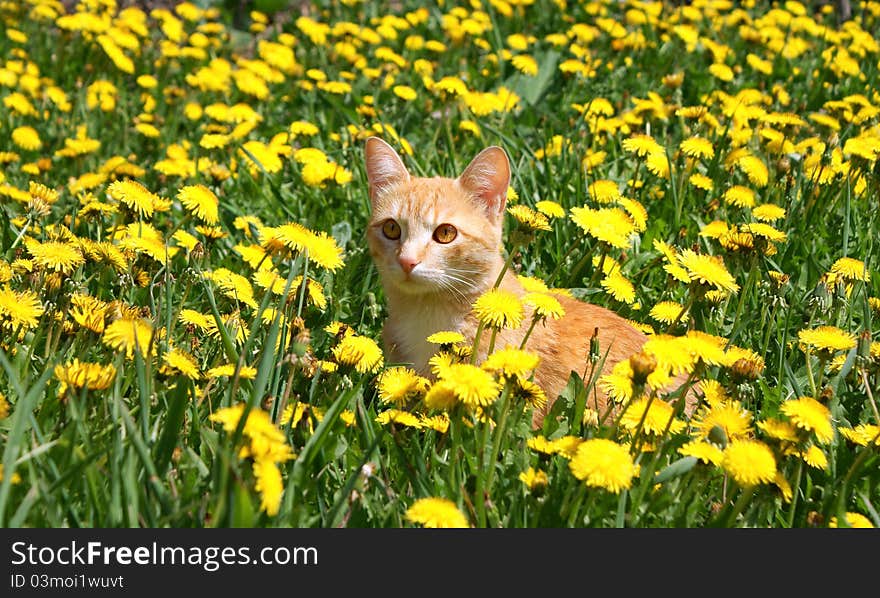 Young ginger cat