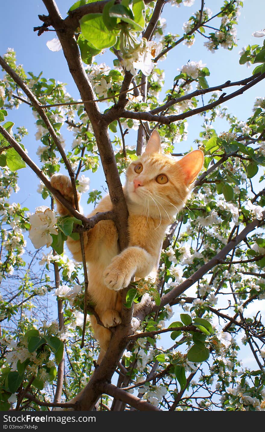 Young ginger cat on blossoming apple tree