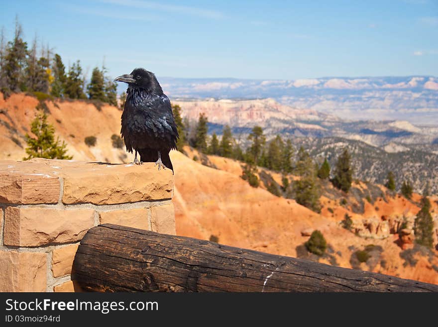 Raven at Bryce Canyon