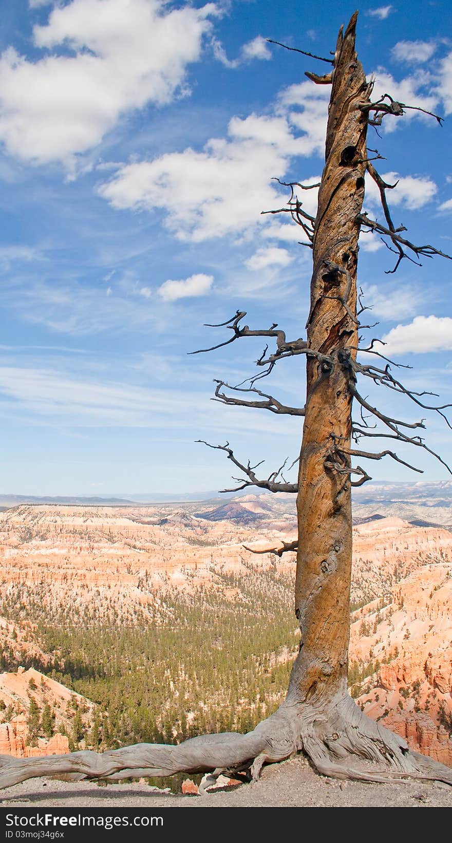 Lonely tree facing Bryce Canyon. Lonely tree facing Bryce Canyon