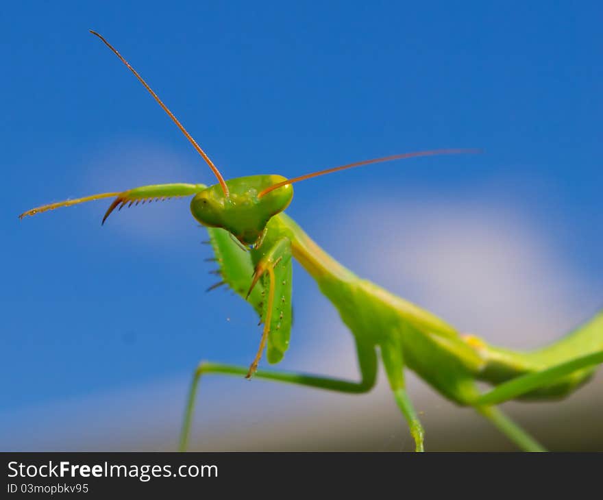 Praying mantis is going to attack the camera. Praying mantis is going to attack the camera