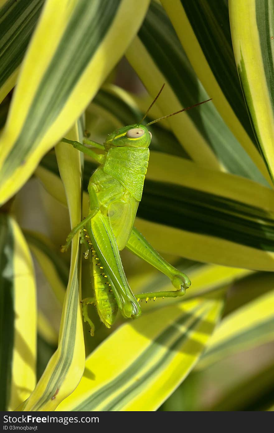 Grasshopper