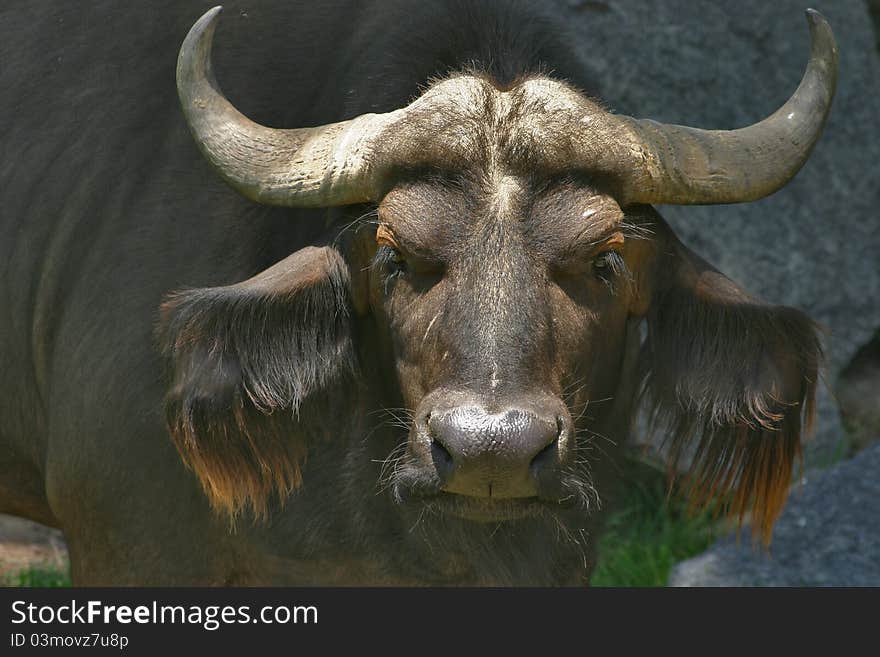 Cape buffalo