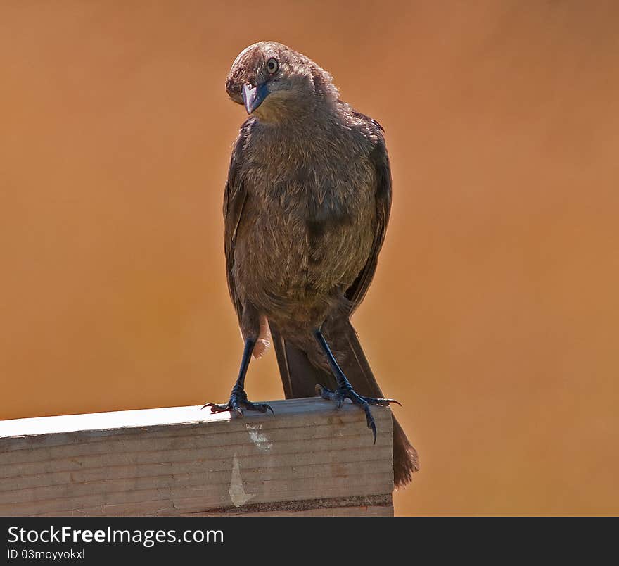 This female blackbird was watching very carefully . This female blackbird was watching very carefully