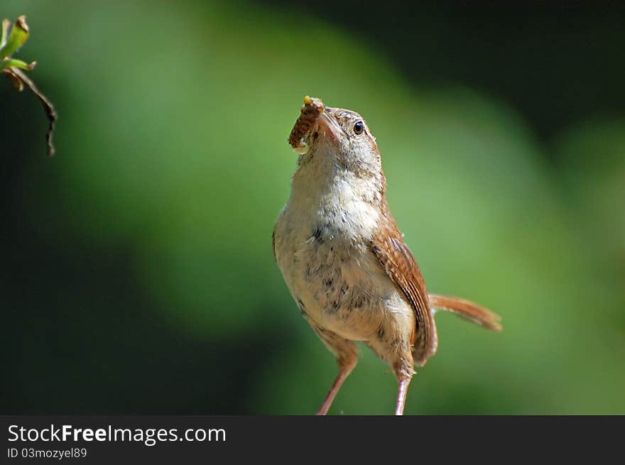 A Carolina wren with a small snack.