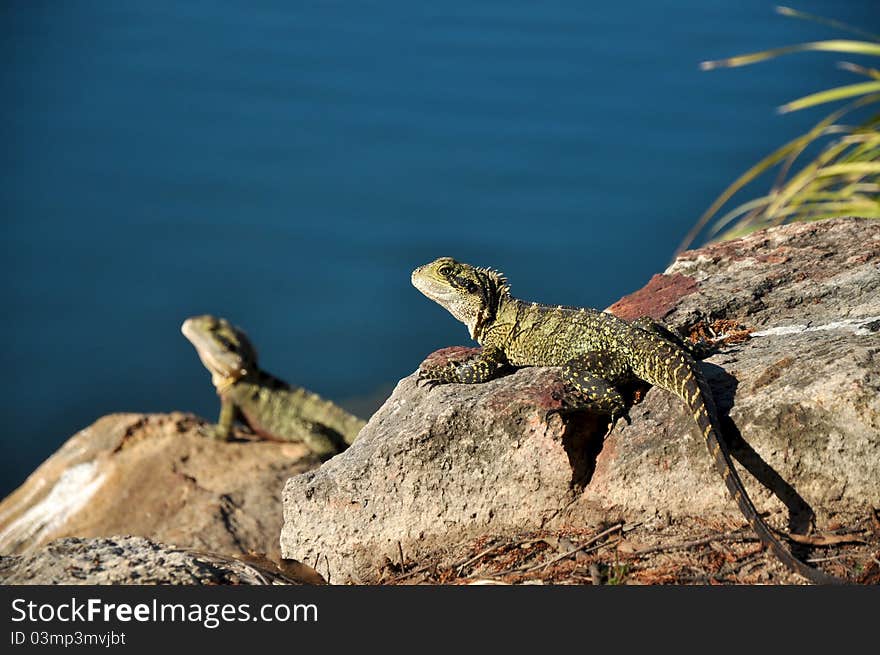 Bearded dragons basking on the rocks