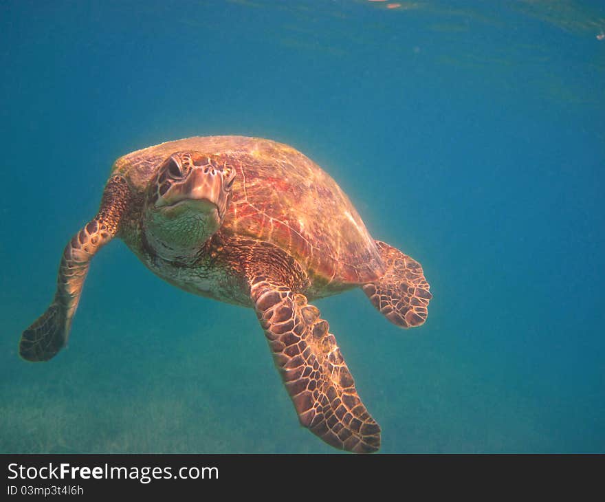 Green sea turtle swimming in the waters of the Whitsunday Islands of Australia. Green sea turtle swimming in the waters of the Whitsunday Islands of Australia.