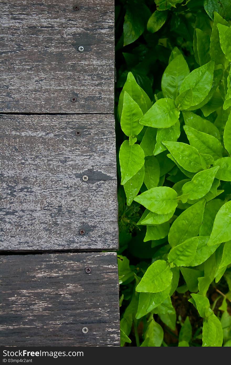 Wooden floor with fresh Leaf