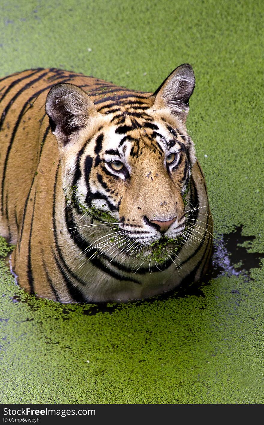 A royal bengal tiger with an angry look, after being disturbed by a something arround. A royal bengal tiger with an angry look, after being disturbed by a something arround