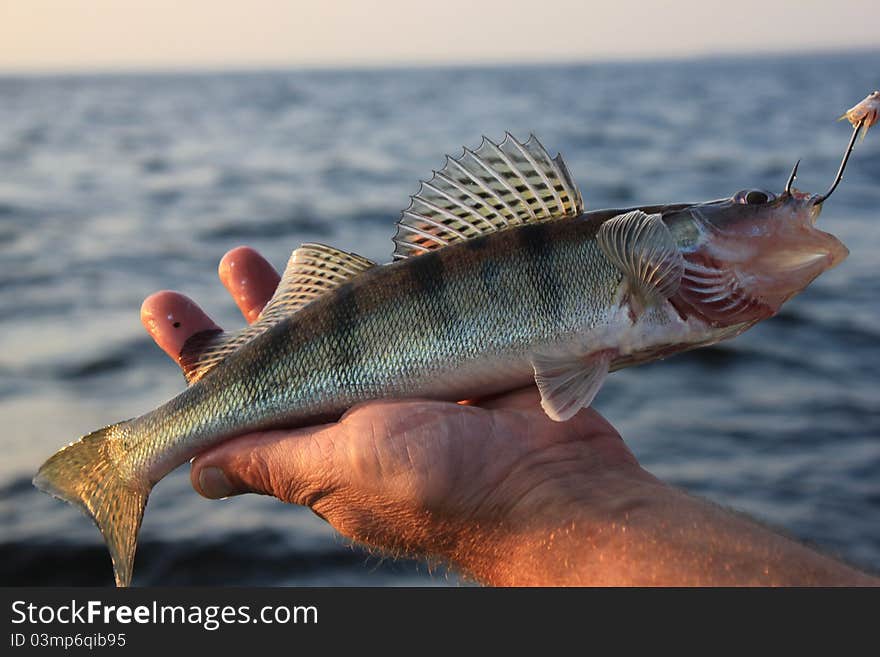 Fish In Hand Fisherman