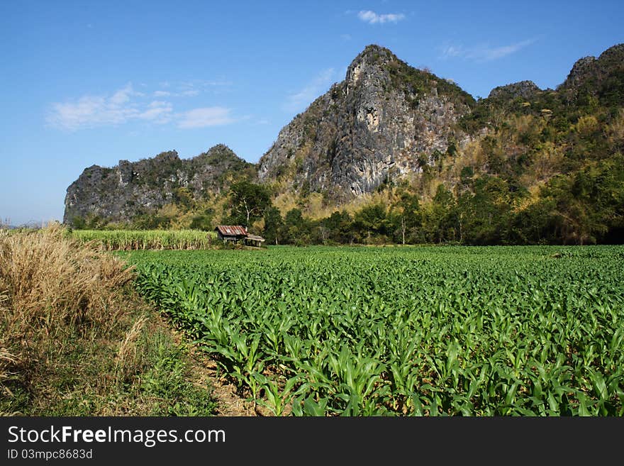 Corn fields  the mountains view