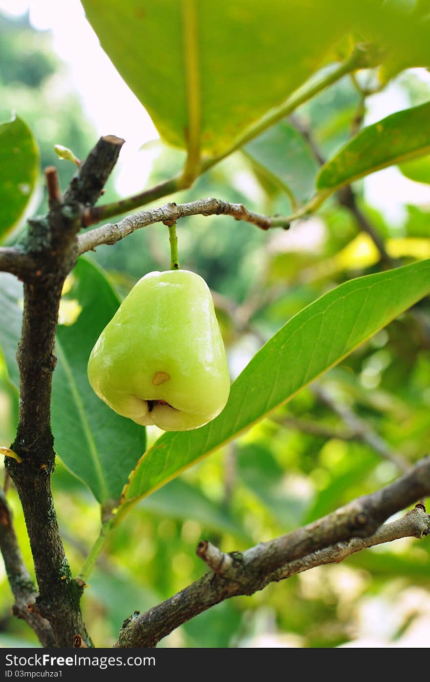 Green Rose Apple Tree