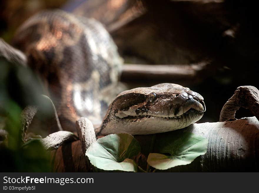 Close up head shot of a Burmese Python in a petting zoo