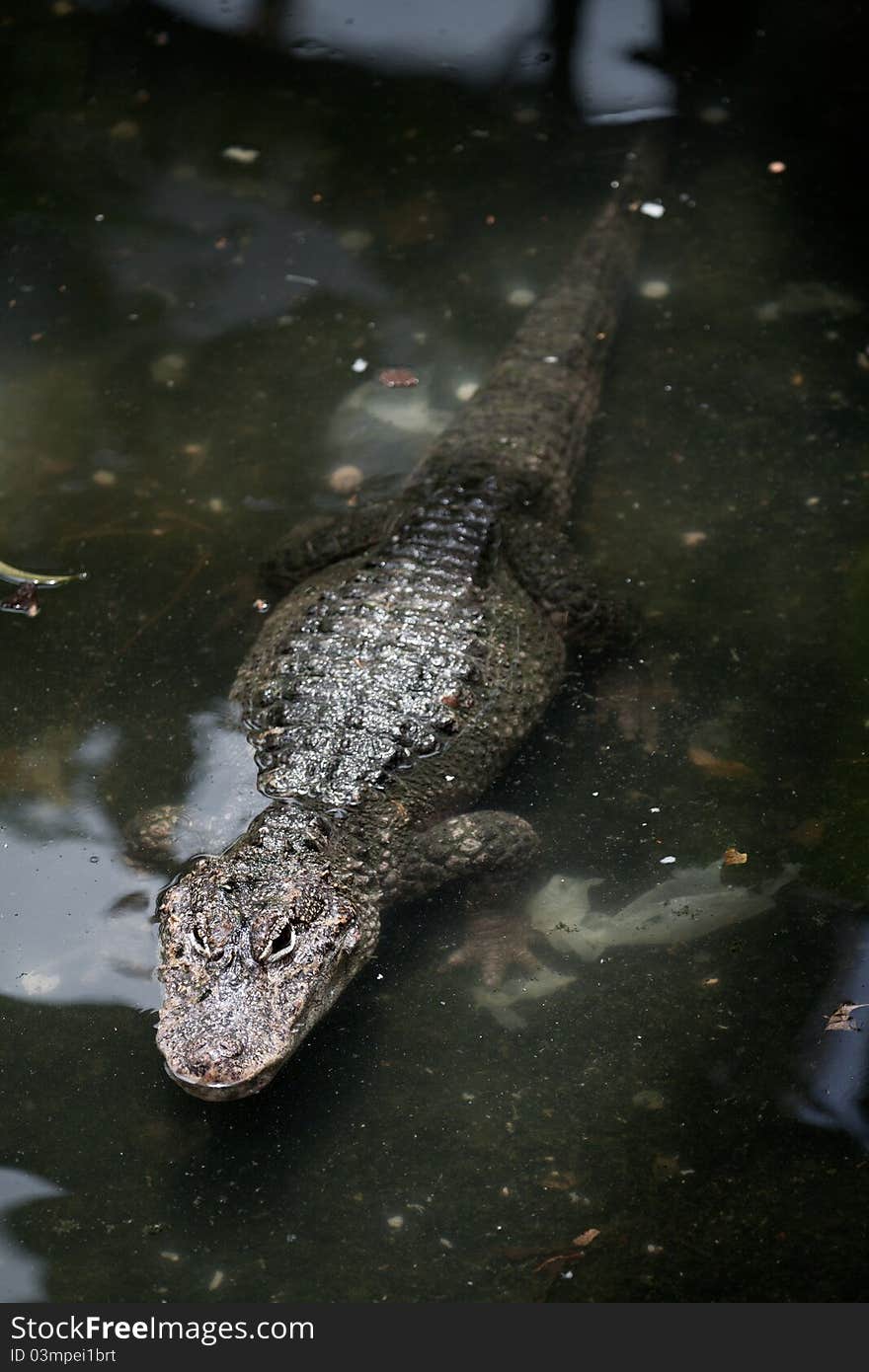 A Yangtze Alligator in the lake