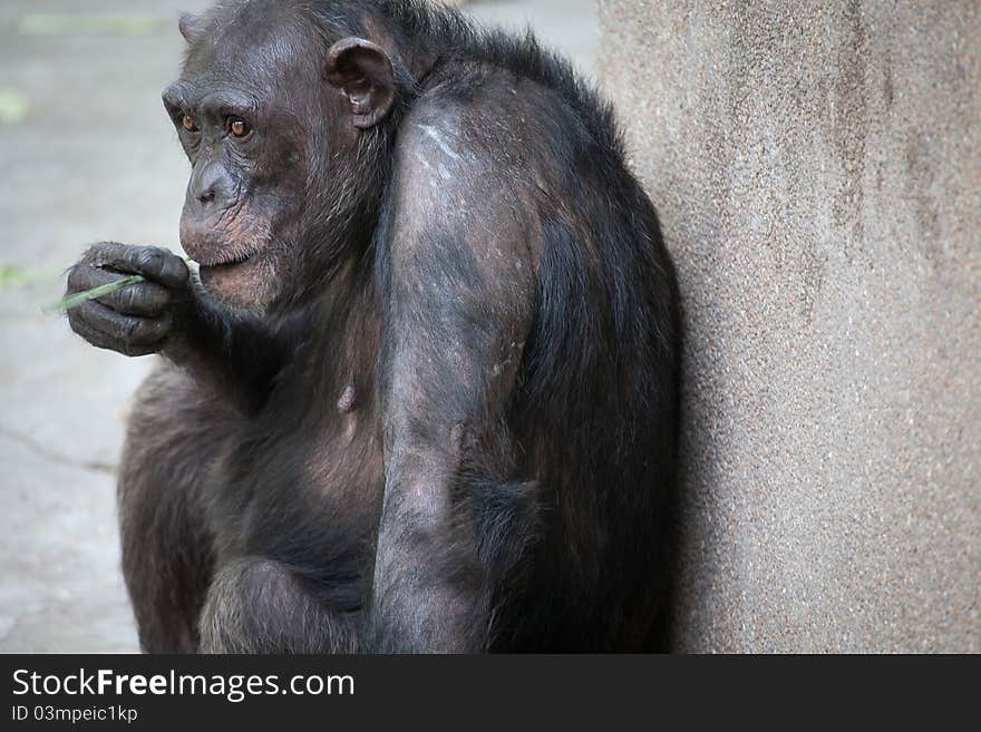 An old chimpanzee look at something