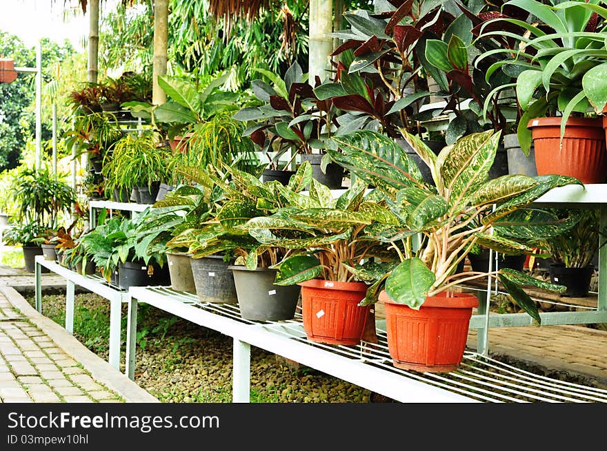 Ornamental plants shop