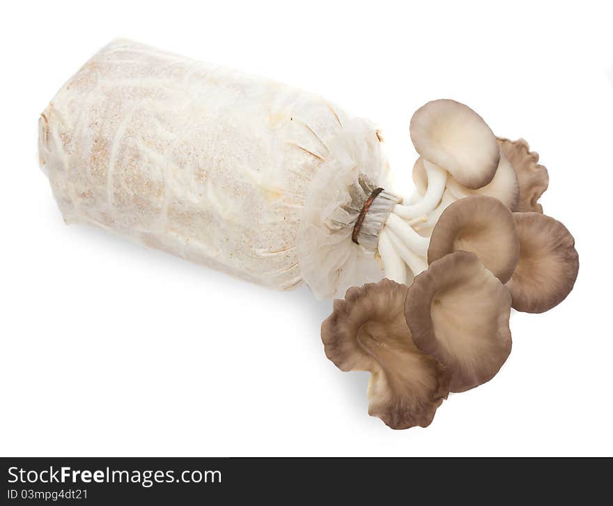 Oyster mushrooms on a white background