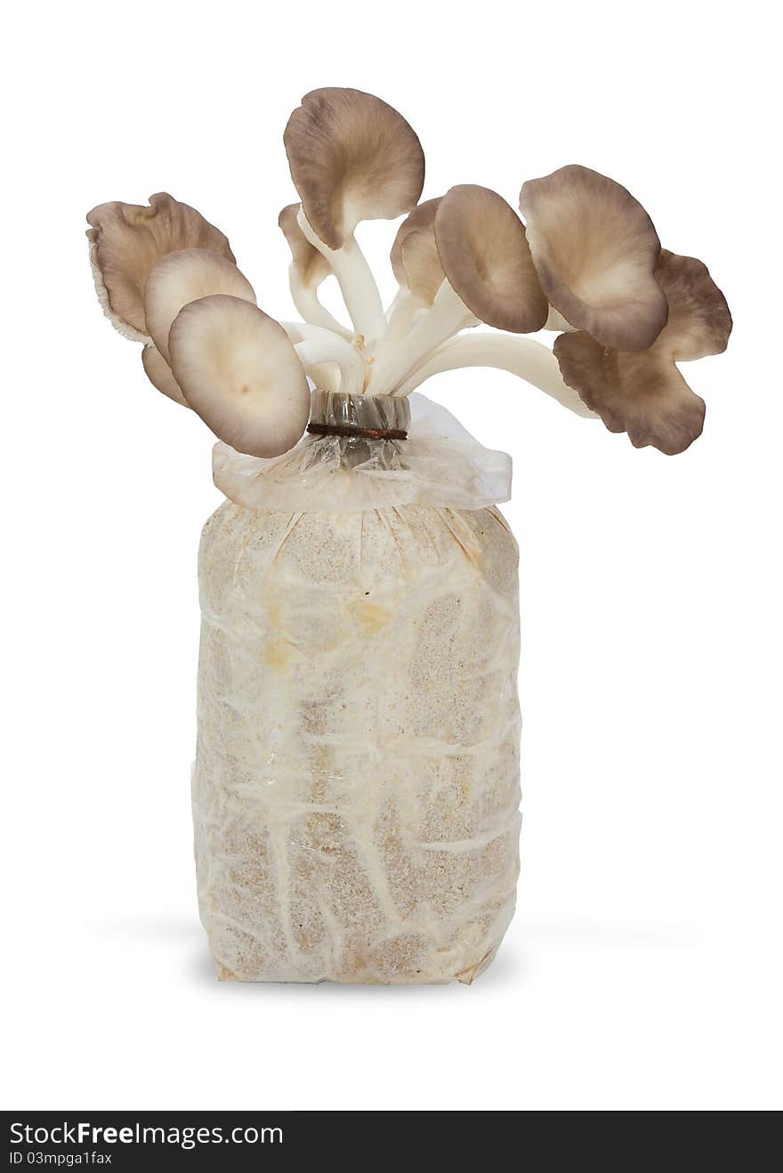 Oyster mushrooms on a white background