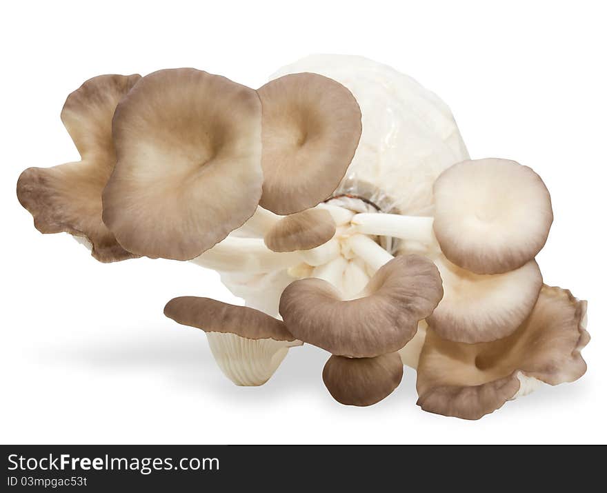 Oyster mushrooms on a white background