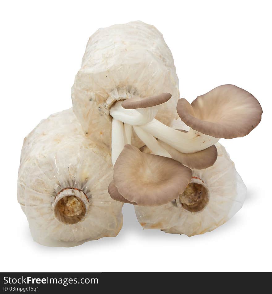 Oyster mushrooms on a white background