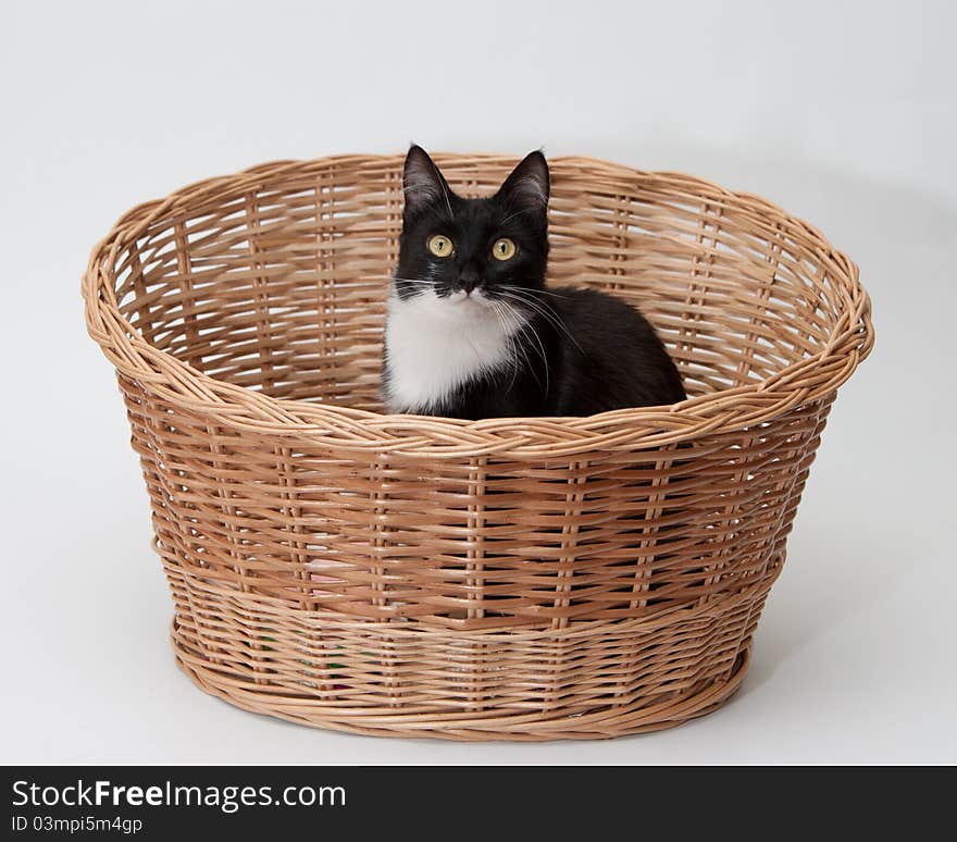 BW cat in the basket isolated