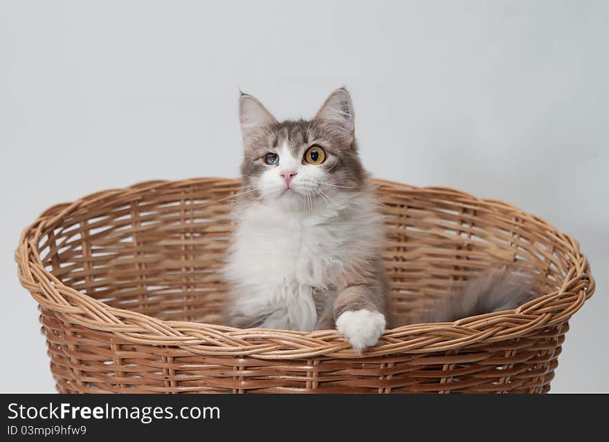 One-eyed cat in the basket isolated