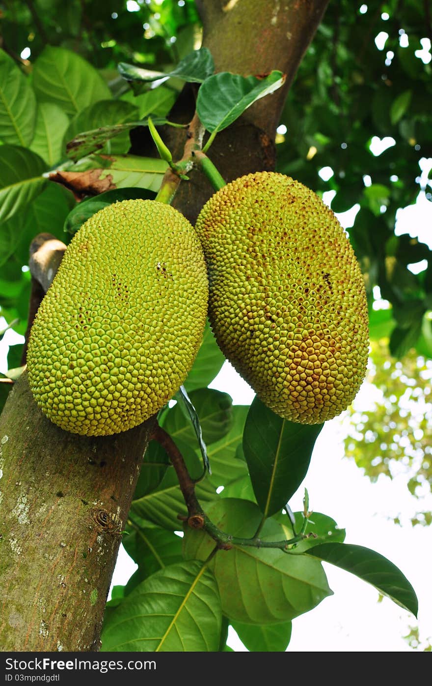 Raw Jackfruit On The Tree