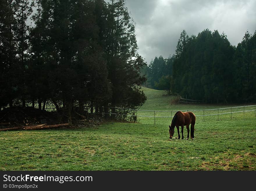 The Beautiful Scenery Of The Grassland