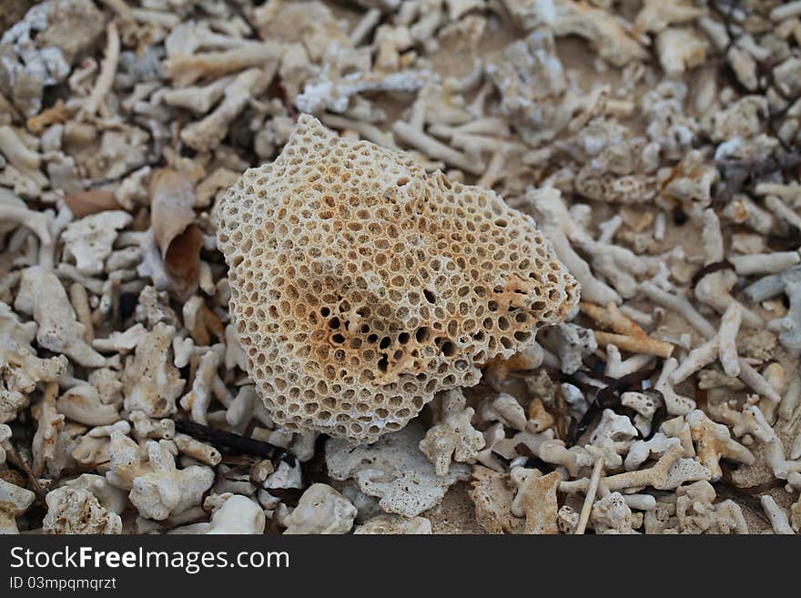 A big coral rock washed up on a coral beach. A big coral rock washed up on a coral beach.