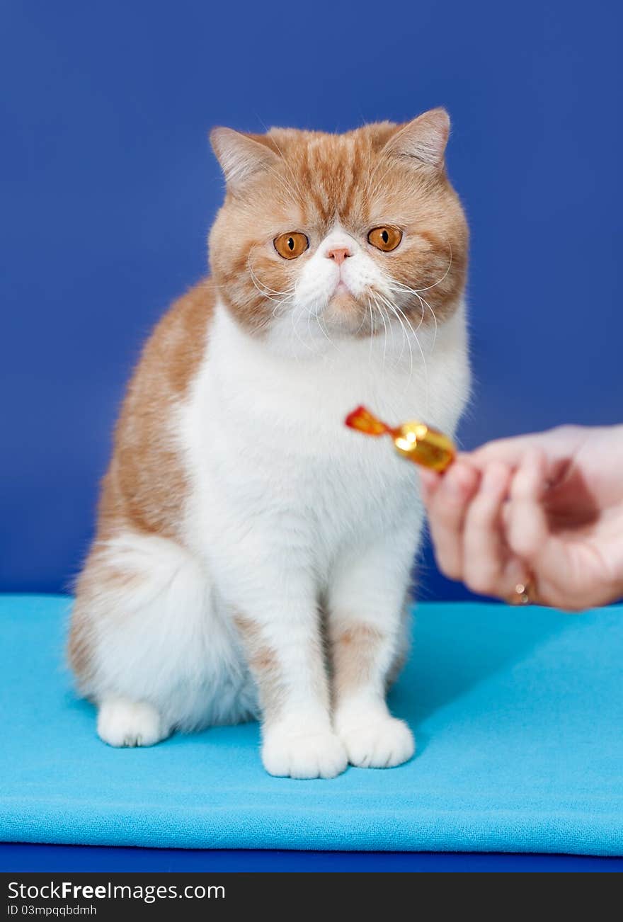 Exotic shorthair interested in candy on blue. Exotic shorthair interested in candy on blue