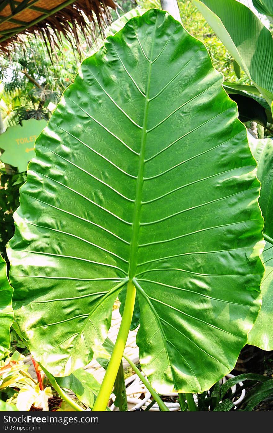 Green giant leaf