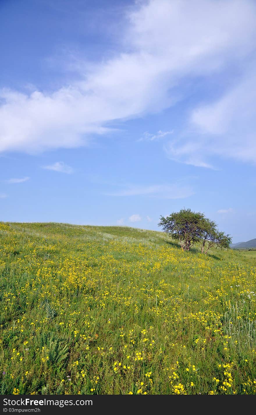 The beautiful summer pasture with silver birch tree and yellow wild flowers under sunny sky,Hohhot,North China.