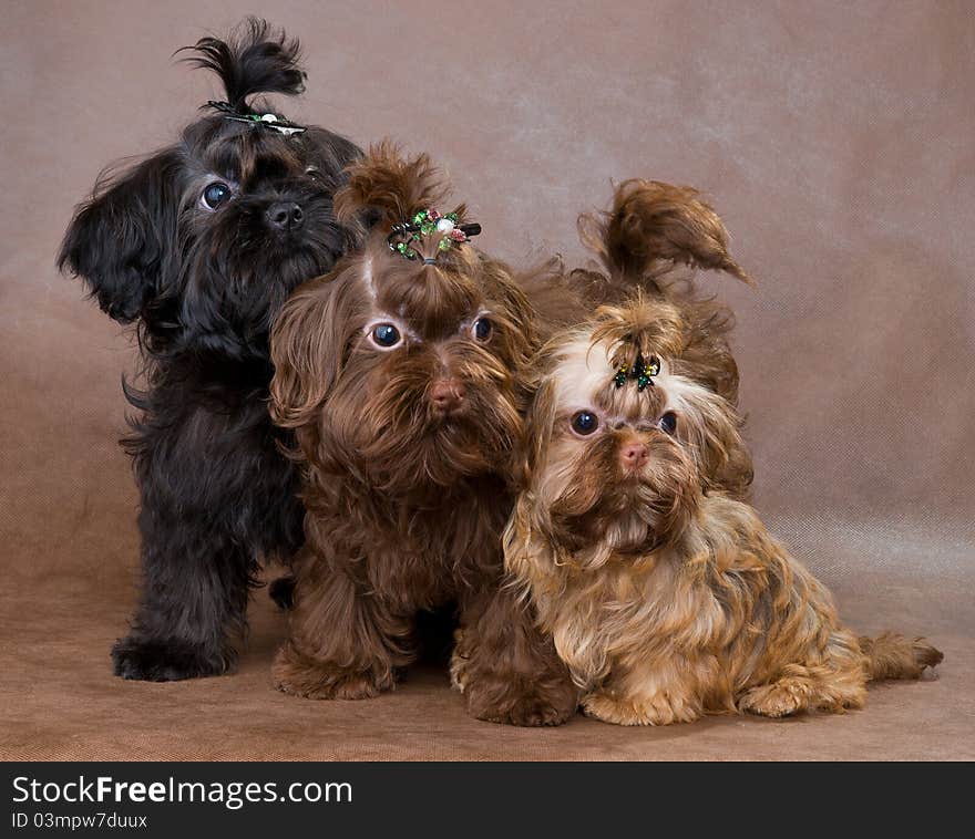 Puppies of a Tsvetnaya dolonka