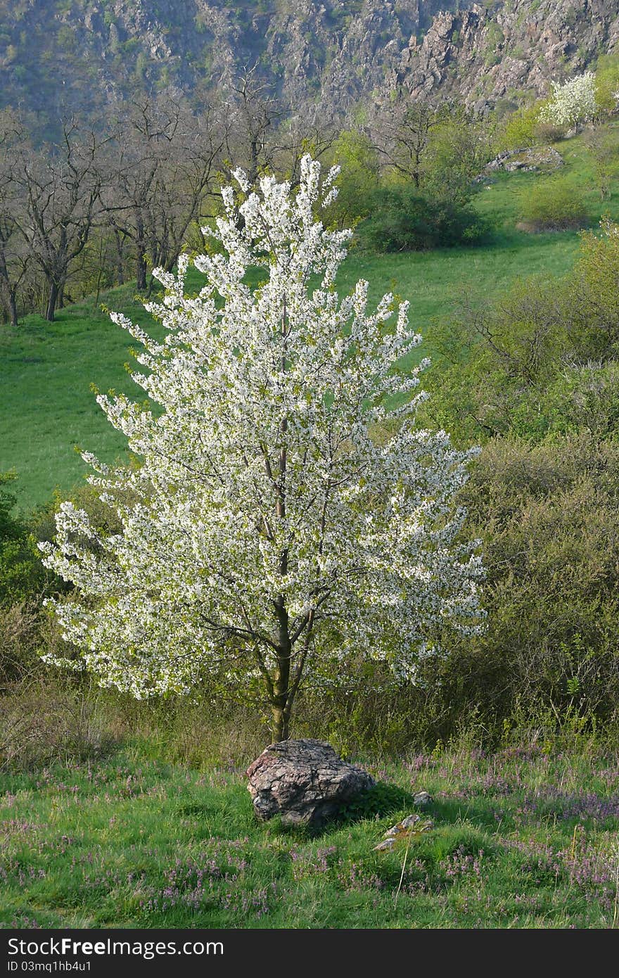 Tree in blossom