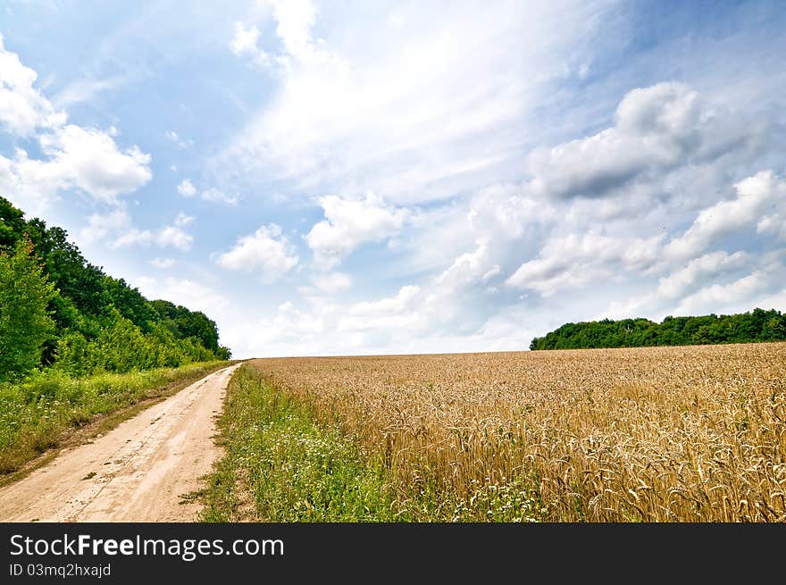 Summer landscape with cereals field and small road. Summer landscape with cereals field and small road.