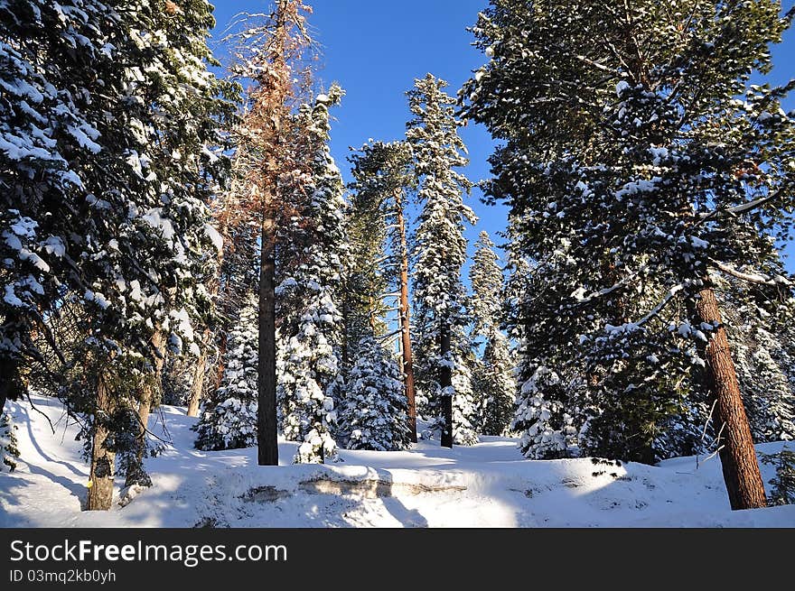 Winter forest