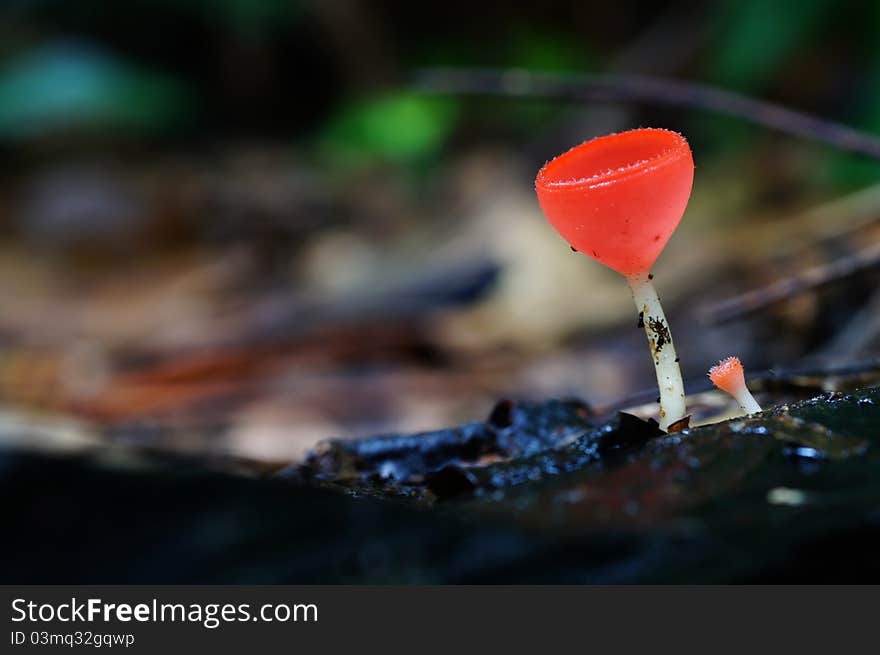 Red Cup Fungi