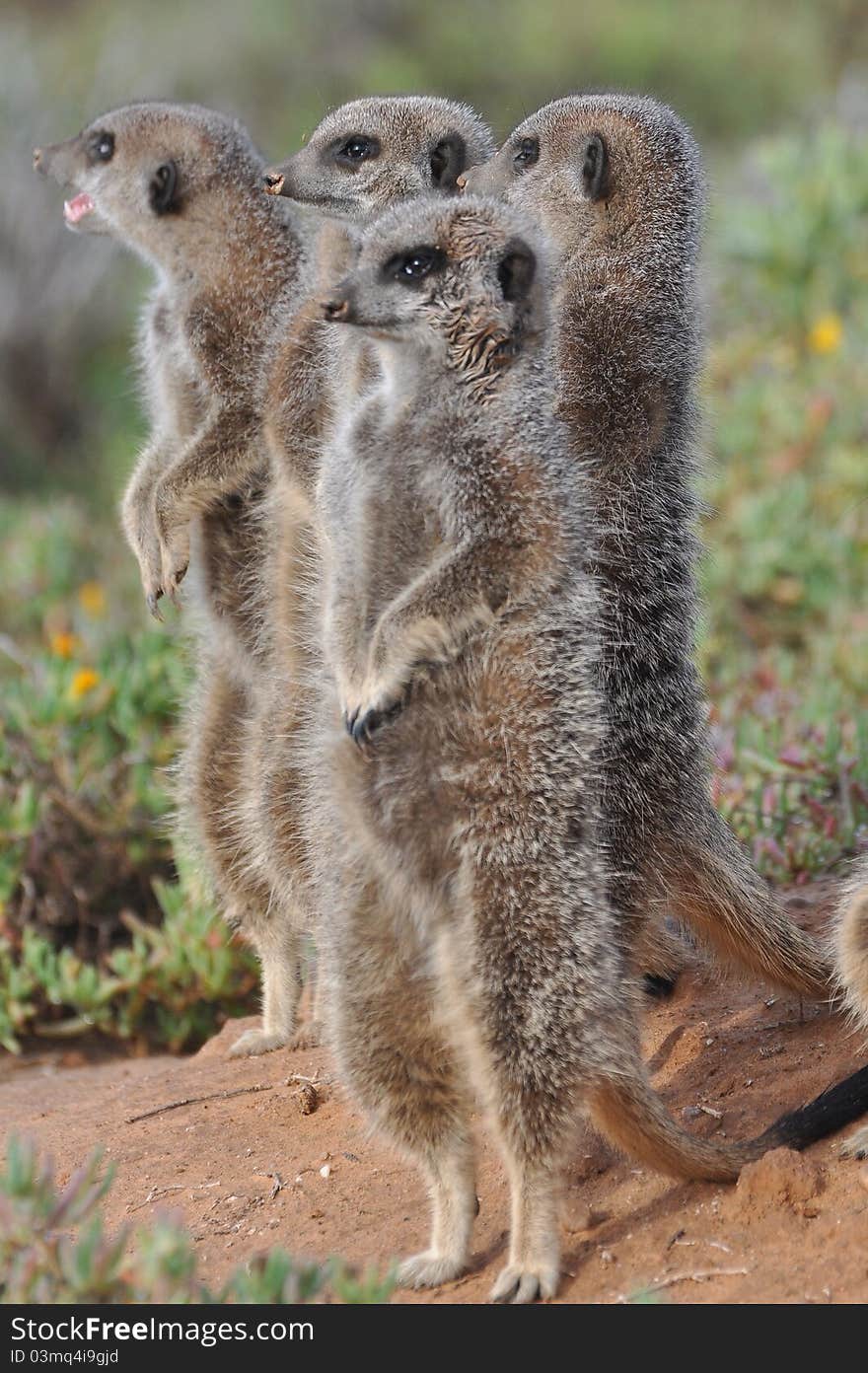 Meerkats warming themselves at sunrise