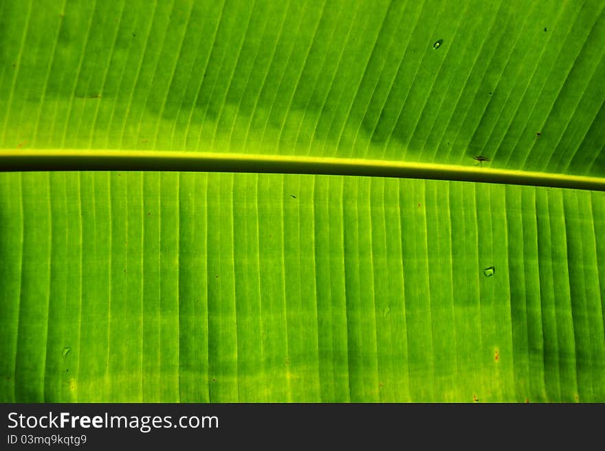 Banana Leaf