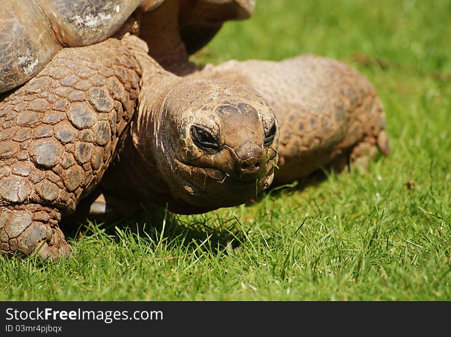 Giant tortoise eating some grass and looking around