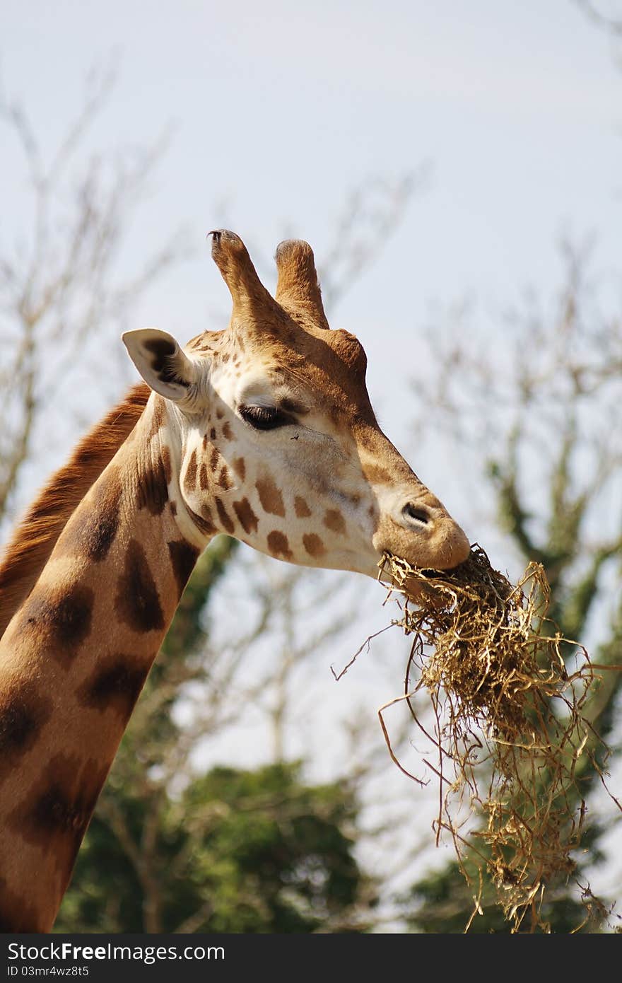 Close up of giraffe eating