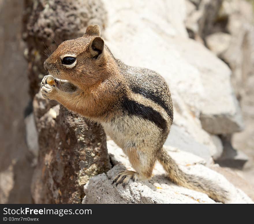 Image of a chipmunk standing up and eating a nut.