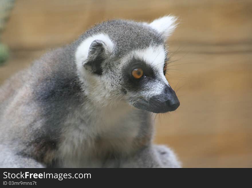 Lemur