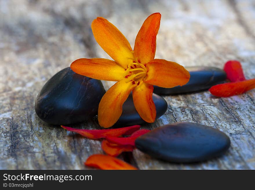 Vibrant color orange flower with black stones on the texture of the wood. Vibrant color orange flower with black stones on the texture of the wood