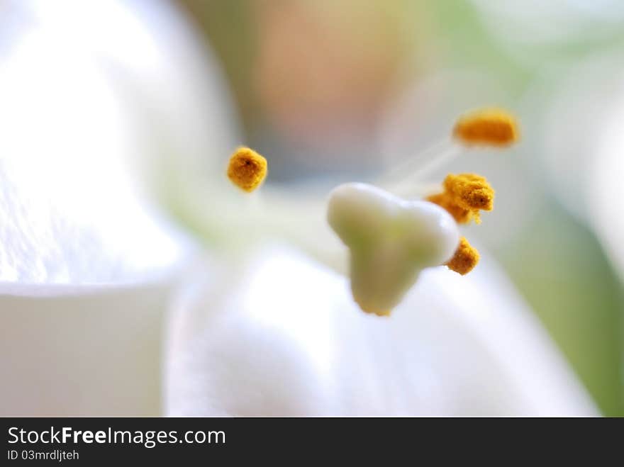 Closeup of white Lilium with nice soft background