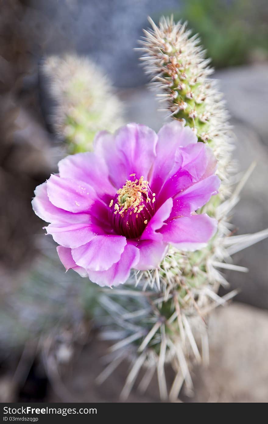 Cactus blooms